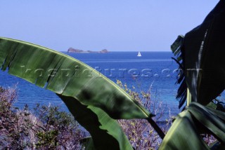 Sea and green plants on British Virgin Islands.