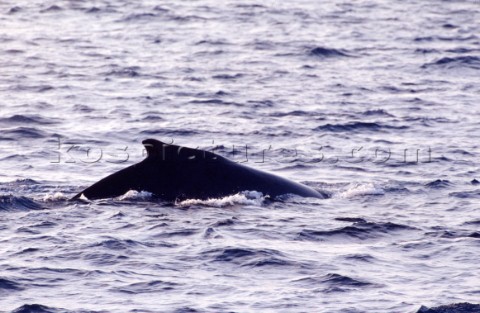 Dorsal fin of whale breaking the surface of the water 