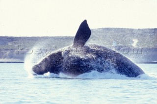 Whale crashing on the surface of the water