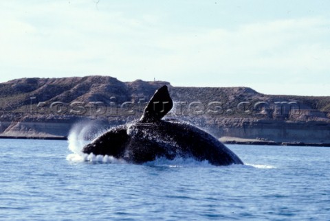 Whale leaps out calm water 