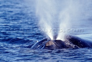 Whale blows water through its blow hole