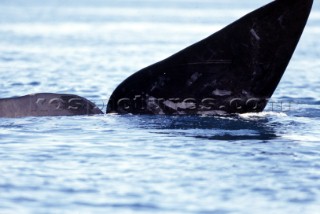 The tail fin of a whale submerging below the surface of the water