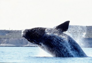 A whale emerges through the surface of the water