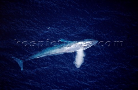 A whale lying beneath the surface of the water 