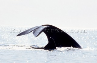 A whales tail on the surface of the water