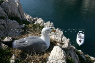 Seagull overlooking a cruising powerboat in the Mediterranean