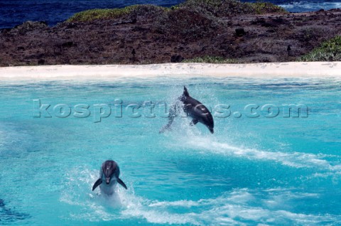 DelfiniDolphins PhCarlo Borlenghi    