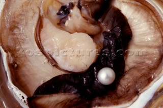 Particolare interno del mollusco di una Pintada MaximaInside of mollusc Pintada Maxima. Ph.Carlo Borlenghi /