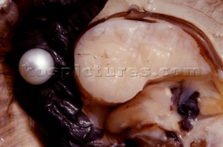 Interno ostrica mollusco con perlaInside the oyster mollusc with pearl. Ph.Carlo Borlenghi /