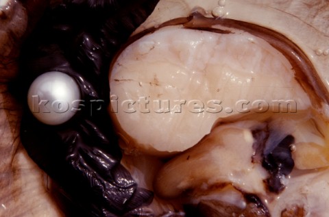 Interno ostrica mollusco con perlaInside the oyster mollusc with pearl PhCarlo Borlenghi    
