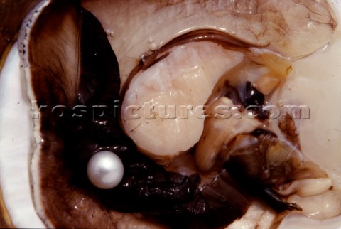 Particolare interno del mollusco di una Pintada MaximaInside of mollusc Pintada Maxima PhCarlo Borle