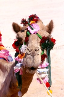 Camel wearing headress, Dubai - United Arab Emirates.