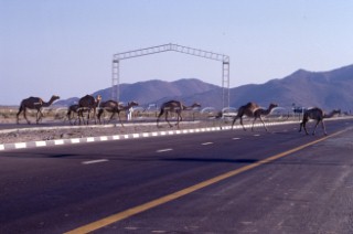Camels crossing the road, Dubai - United Arab Emirates.