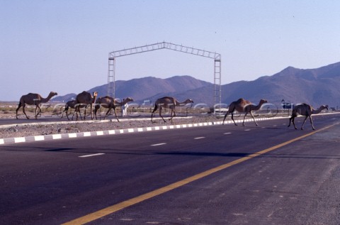 Camels crossing the road Dubai  United Arab Emirates 