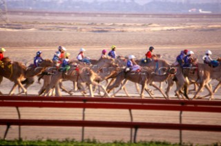 Camel racing, Dubai - United Arab Emirates.