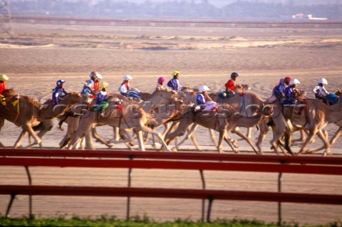 Camel racing Dubai  United Arab Emirates 