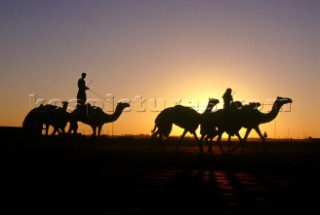 Camels and rider silhouetted at sunset, Dubai - United Arab Emirates.