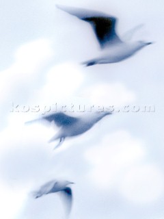 Three seagulls in flight