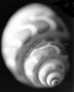 Soft focus on shell