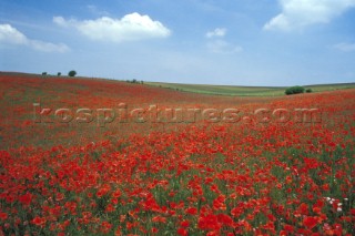 Poppy field on the South Downs, West Sussex, UK