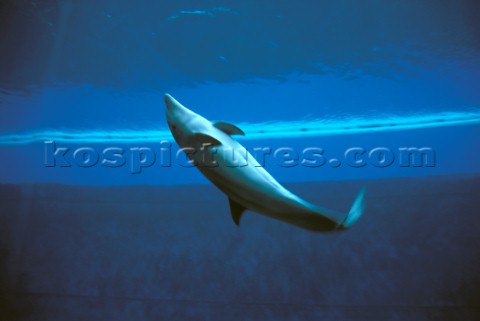 Dolphin swimming in aquarium