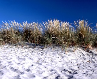 Sand dunes, East Head Beach, Chichester harbour, West Sussex