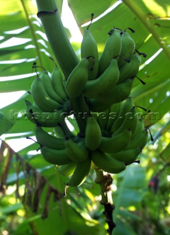 Bananas growing on a plantation