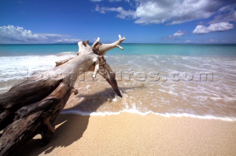 Dead wood on idyllic sandy beach