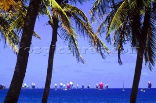 Fleet of racing yachts through palm trees