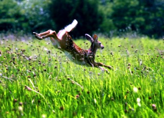 Young deer leaping through grass