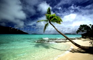 Palm tree on sandy beach under a cloudy sky