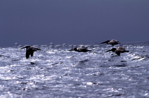 Pelicans flying low over surface of sea