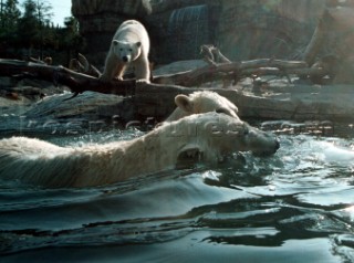 Polar bears crossing water