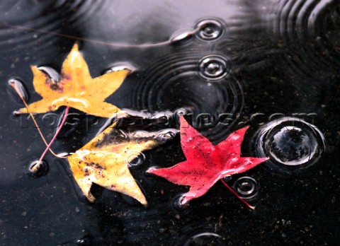 Three maple leaves floating on surface of water