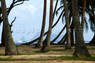 Coconut palms at Spring Plantation, Bequia, St. Vincent