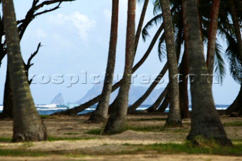 Coconut palms at Spring Plantation Bequia St Vincent