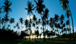 Coconut palms at Spring Plantation, Bequia (180 degree panorama)