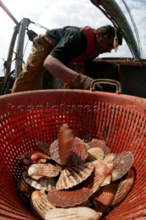 Fishermans catch of shellfish