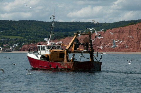 Sea gulls flying round fishing boat off the coast of Exmouth UK