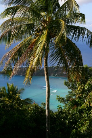 Tortola Island  British Virgin Islands  Caribbean Landscape with Palm Tree