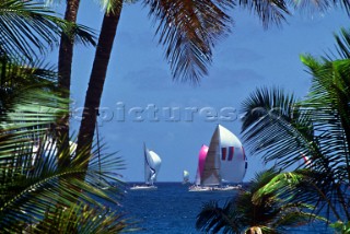 Sailing yachts racing down wind behind palm trees