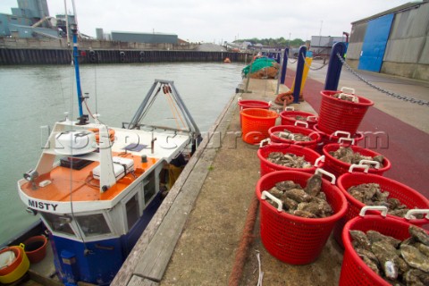 Oyster fishing Whitstable Kent for Pacific and Native Oysters on the the traditional Oyster beds on 