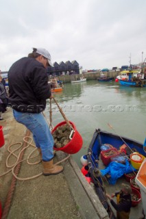 Oyster fishing Whitstable Kent, for Pacific and Native Oysters on the the traditional Oyster beds on the North Kent Coast of England