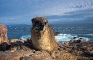 Rock Hyrax, South Africa
