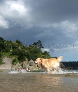 Dogs playing in the sea water on a sandy beach