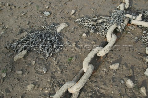 Mooring chain and seaweed in mud