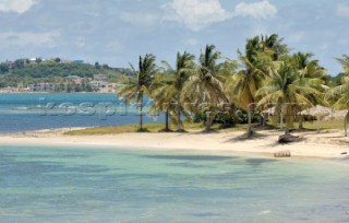 Palm trees on the beach at Boon Point on Antigua, Caribbean