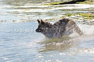 Dog chasing stick in water