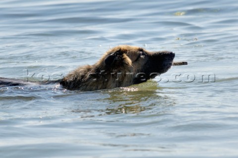 Dog swimming in water with stick in its mouth