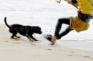 Dog chasing kitesurfers board on beach